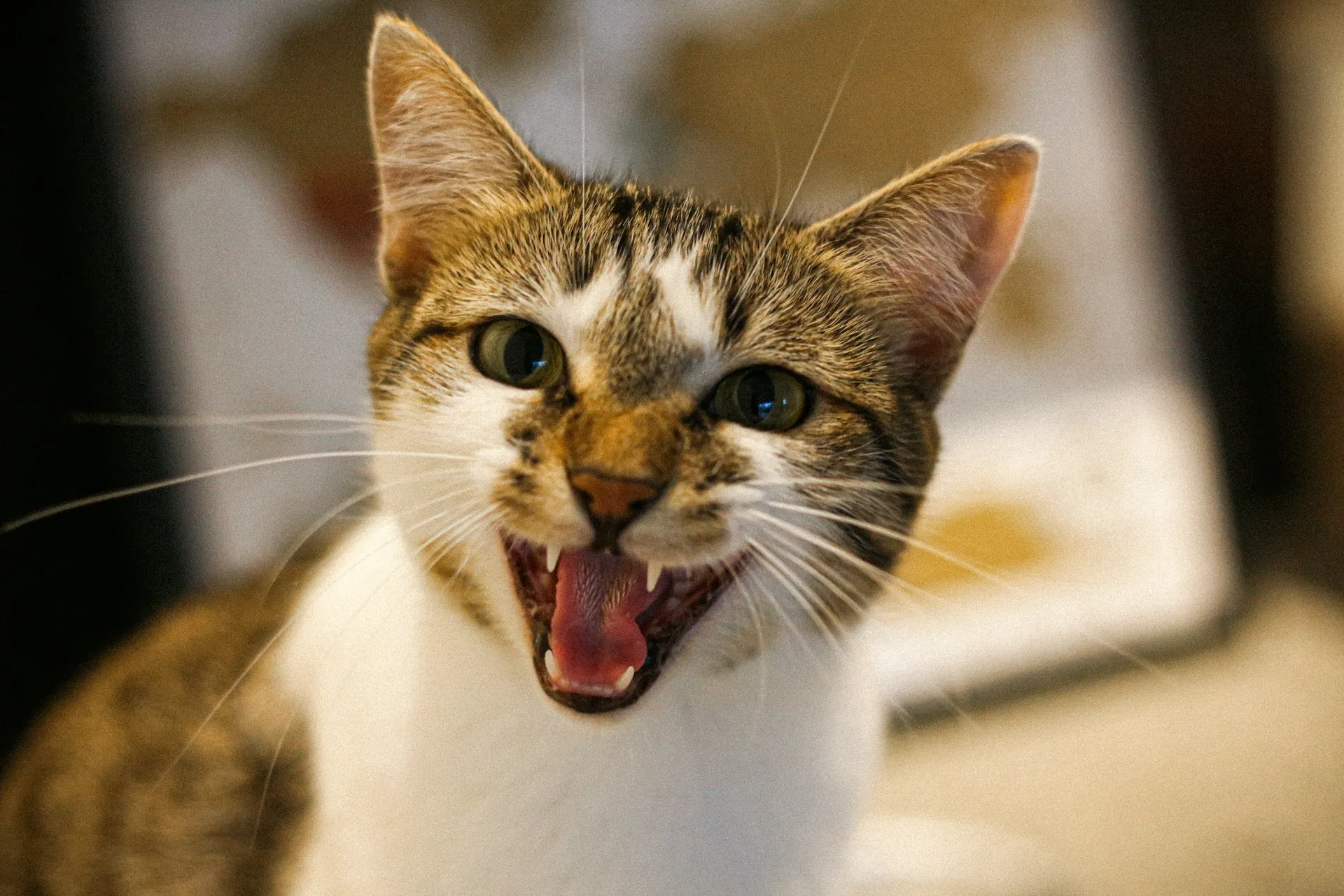 A brown and white tabby cat with open in a meow or hiss.