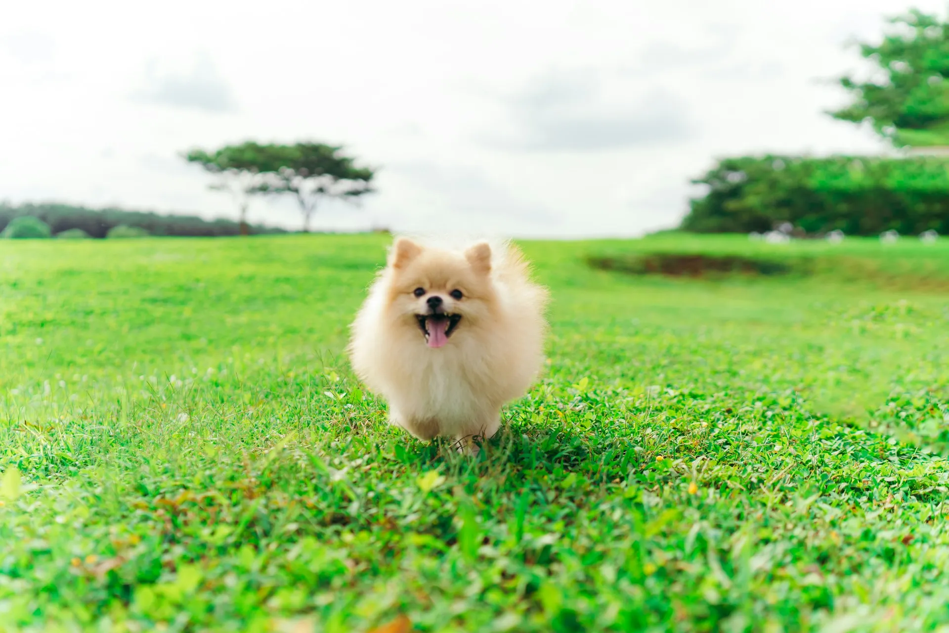 A Pomeranian dog with its tongue out runs across a bright green lawn.
