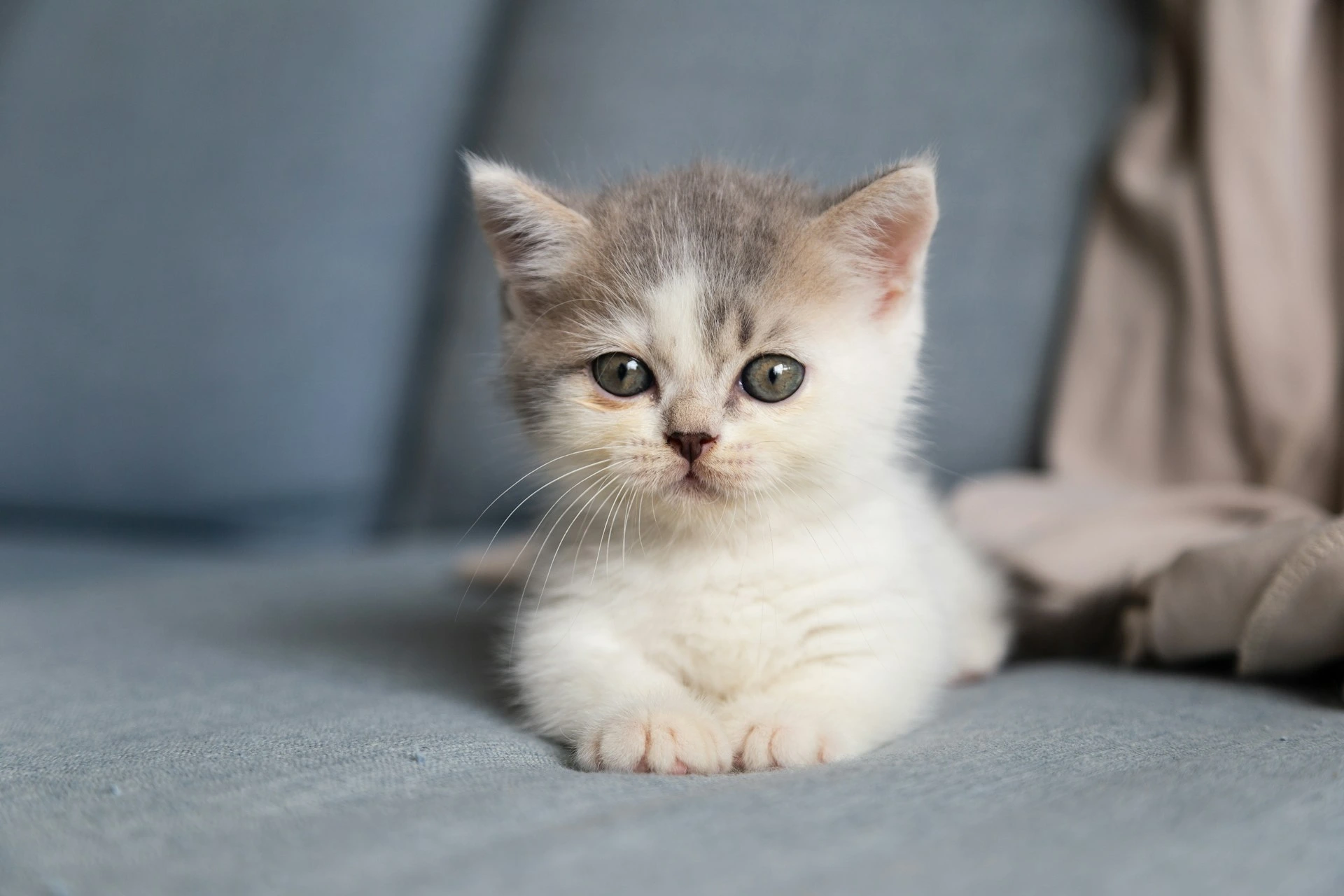A kitten with white and gray fur lying on a blue couch.