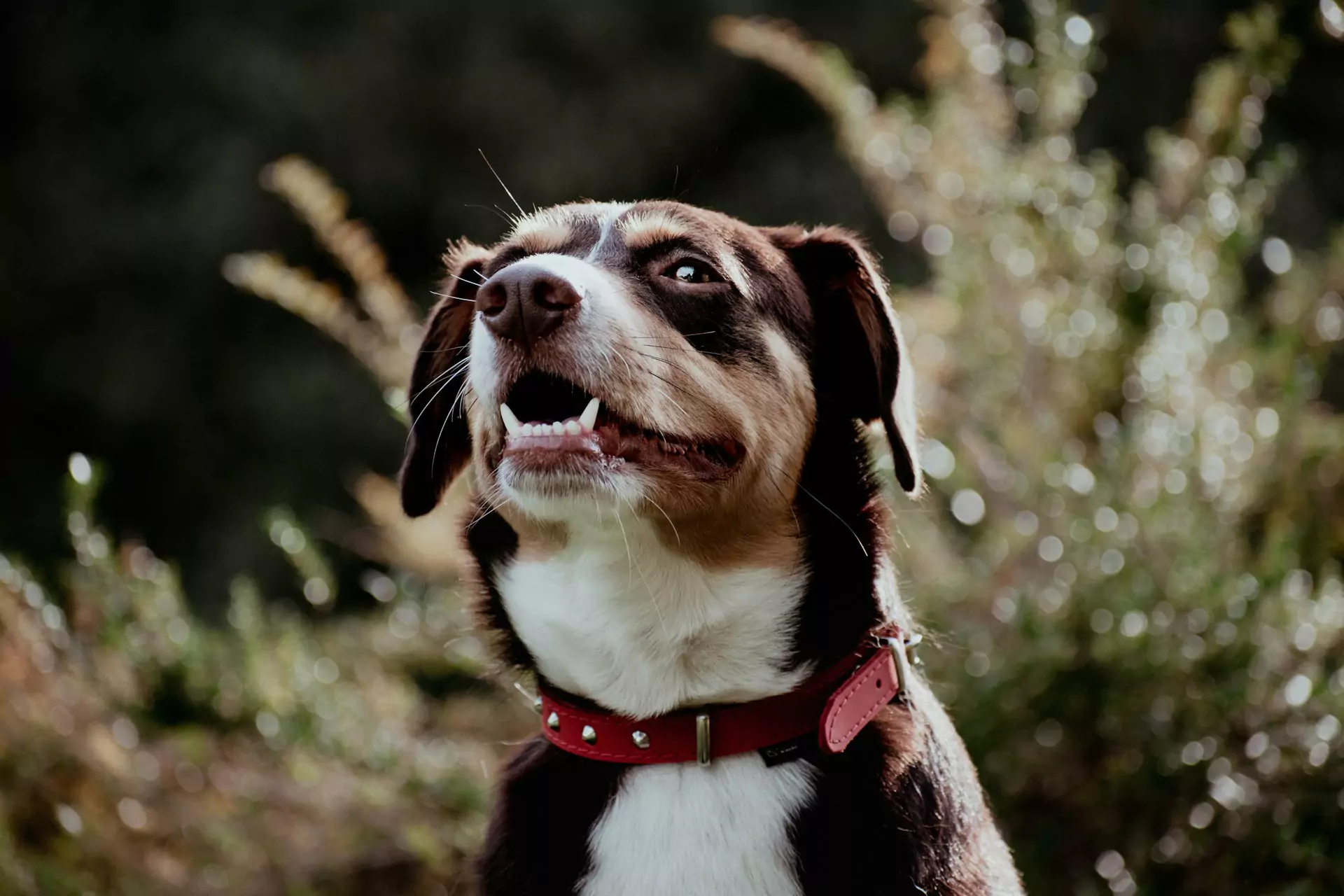 A dog with a red studded collar.
