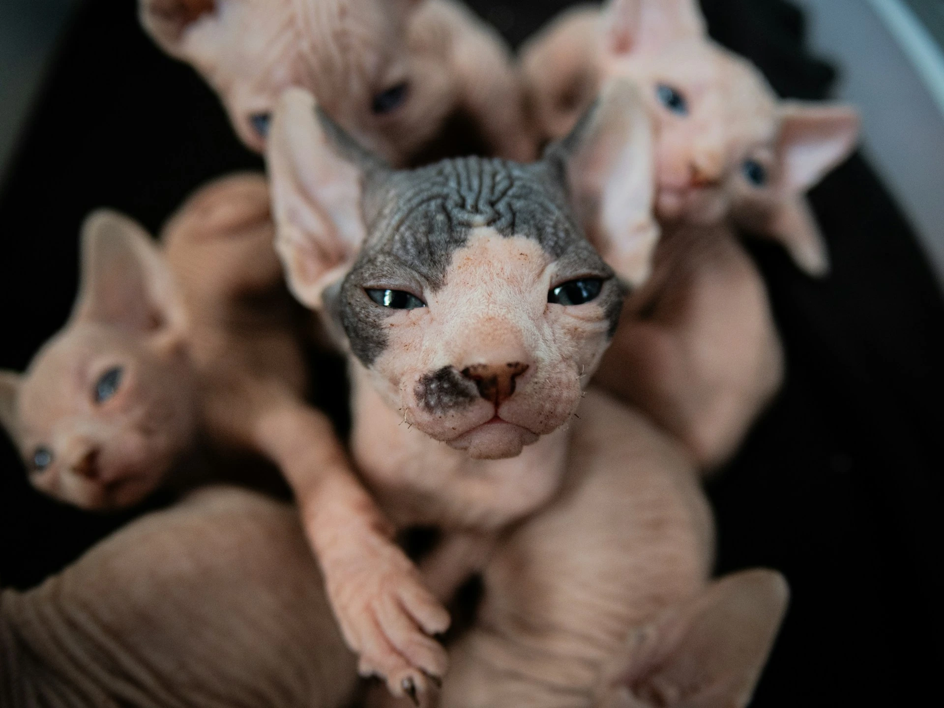 A Sphynx cat with a dark gray patterned head surrounded by a litter of kittens.