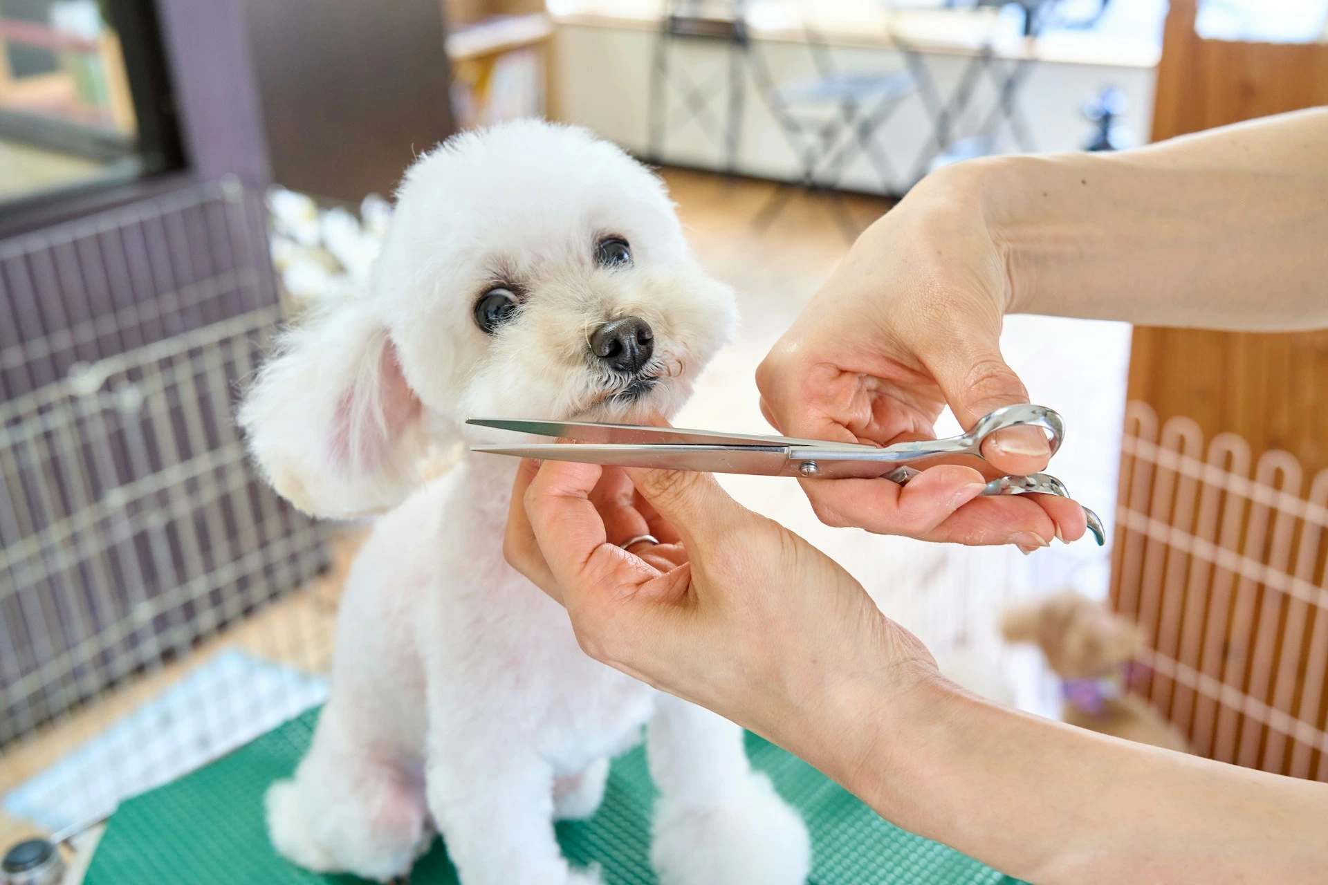 A groomer's hands hold scissors to trim the fur around the face of a white dog.