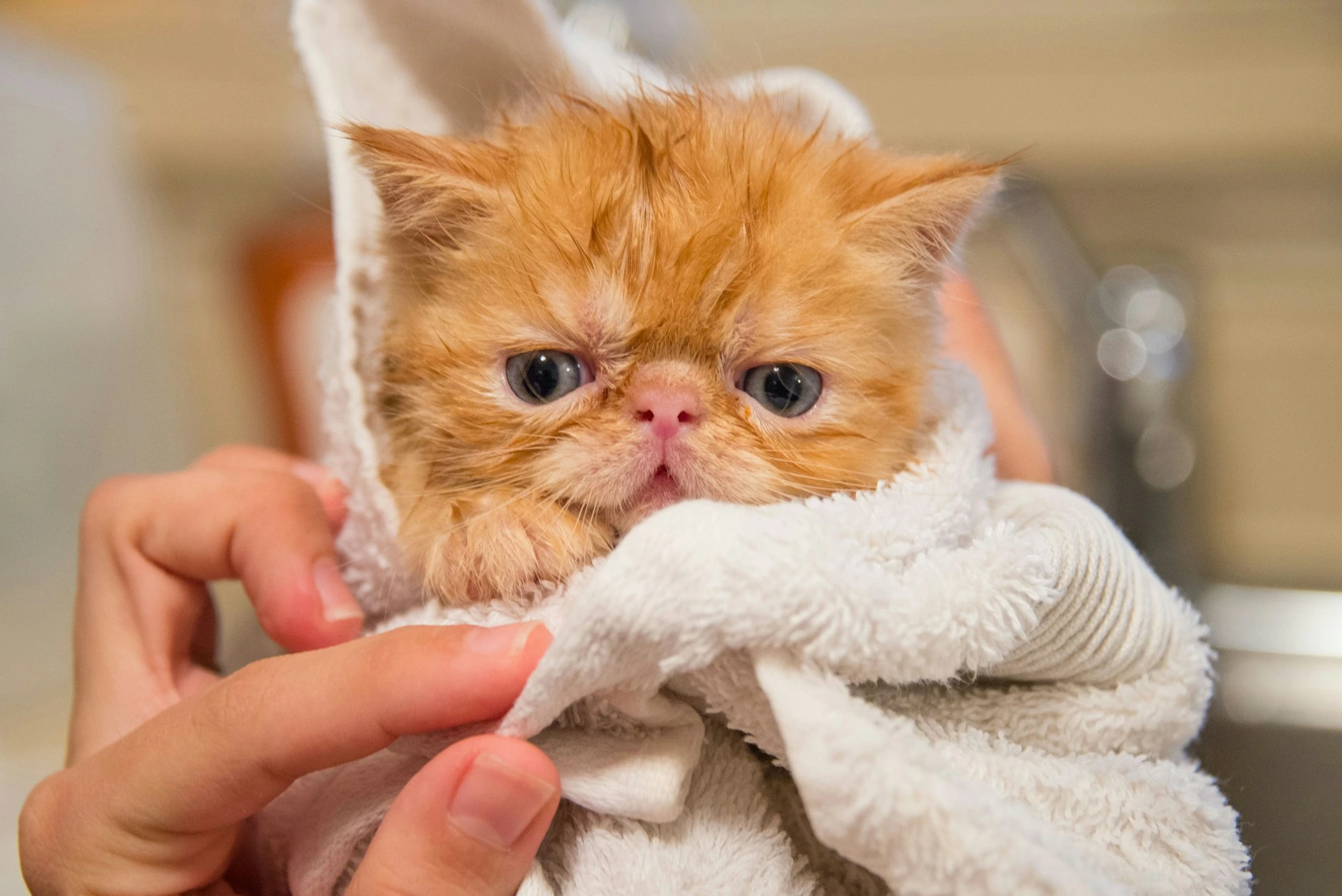 An orange kitten is wrapped in a white blanket.