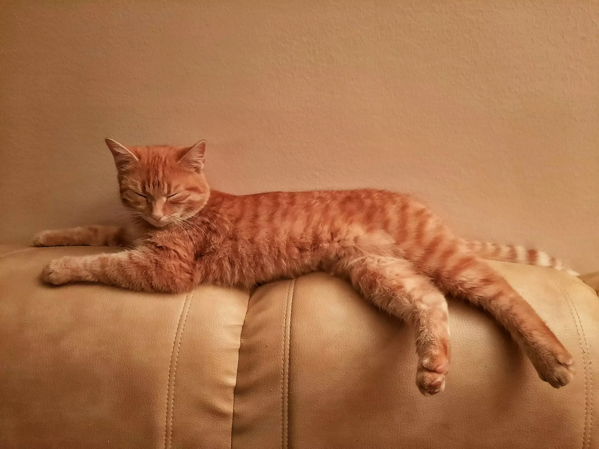 An orange tabby cat stretches out on a beige leather couch.