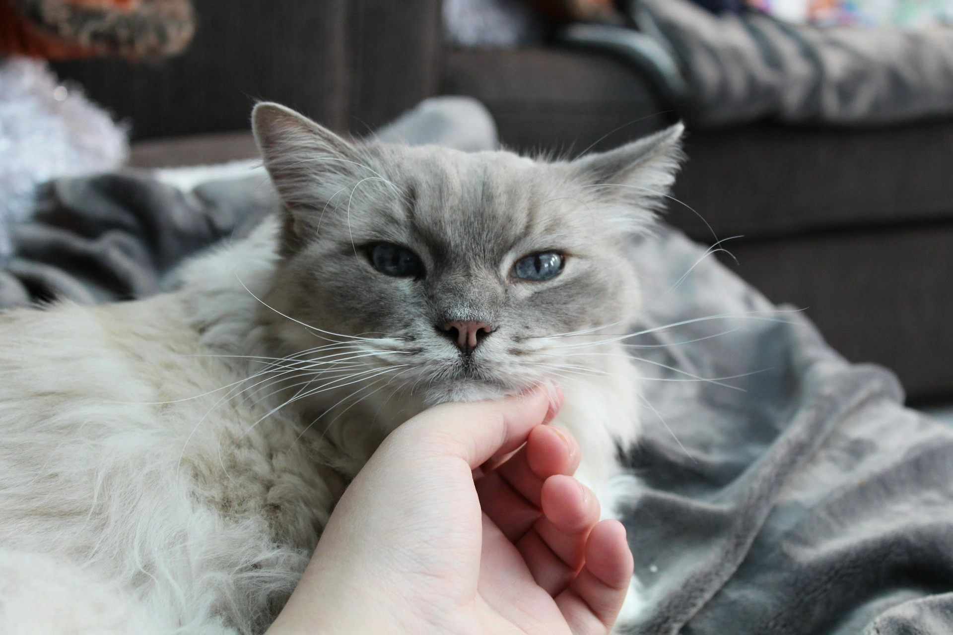 A person's hand is petting the chin of a fluffy gray cat.