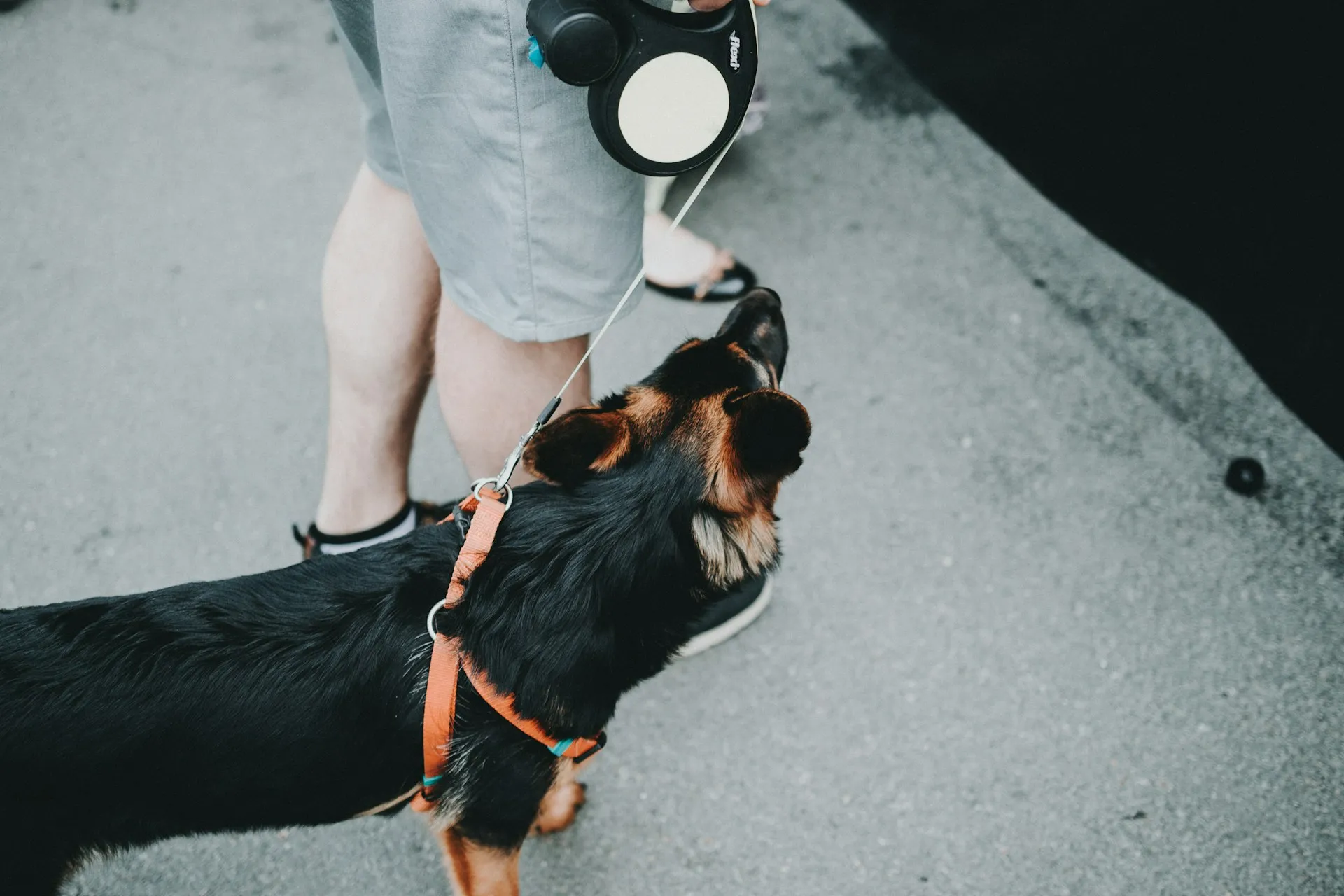 A black and tan dog on a leash looks up at a person's legs from a top-down view.