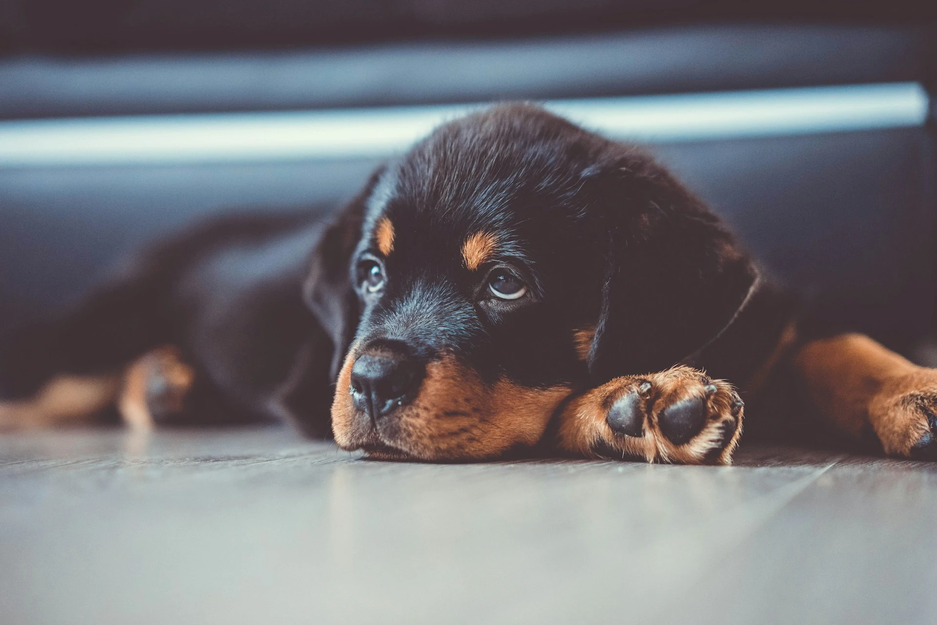 A black and tan puppy lies on a wooden floor, resting its head on its paws.