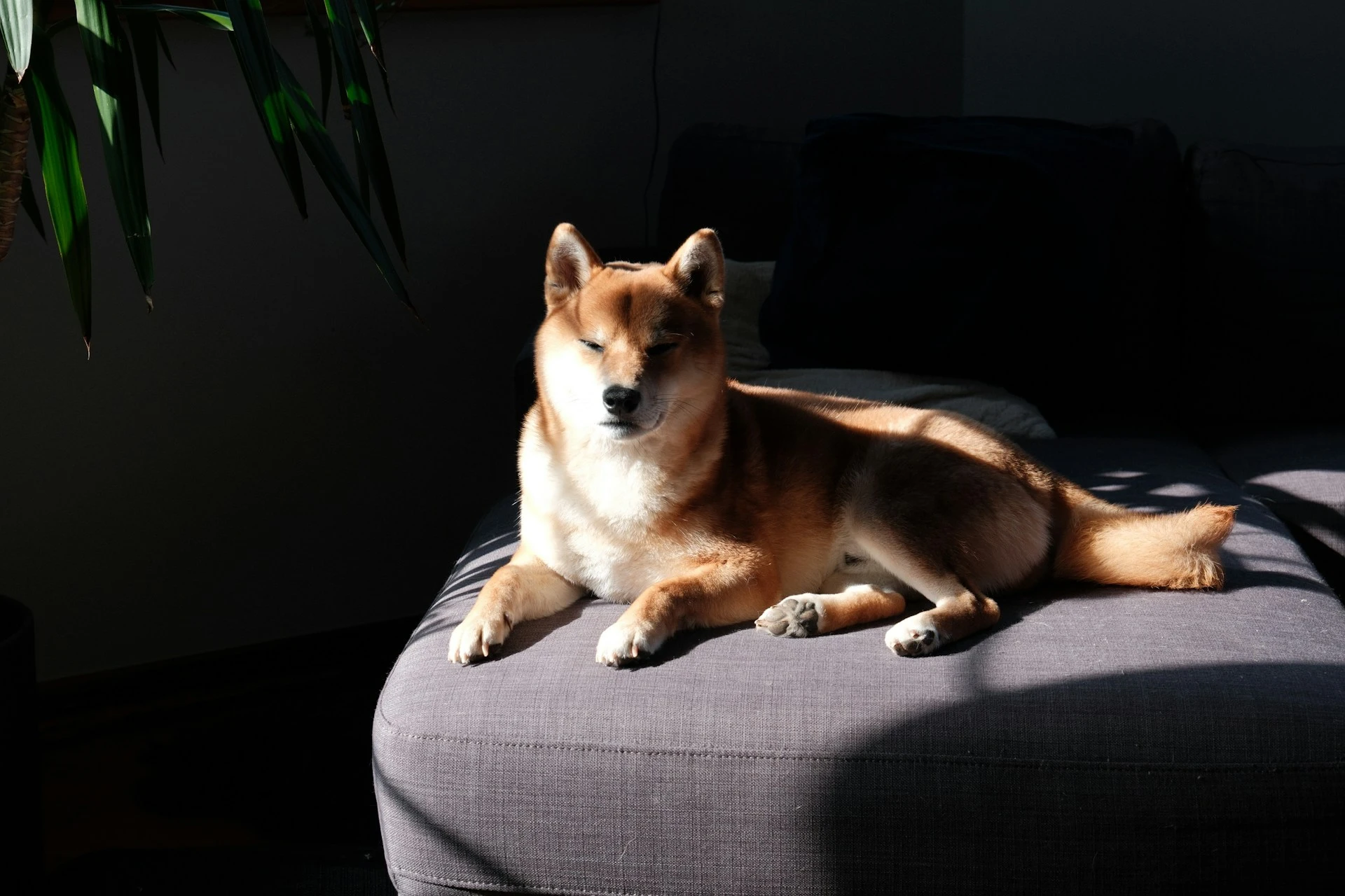 A Shiba Inu lies on a gray couch, bathed in a sunbeam.