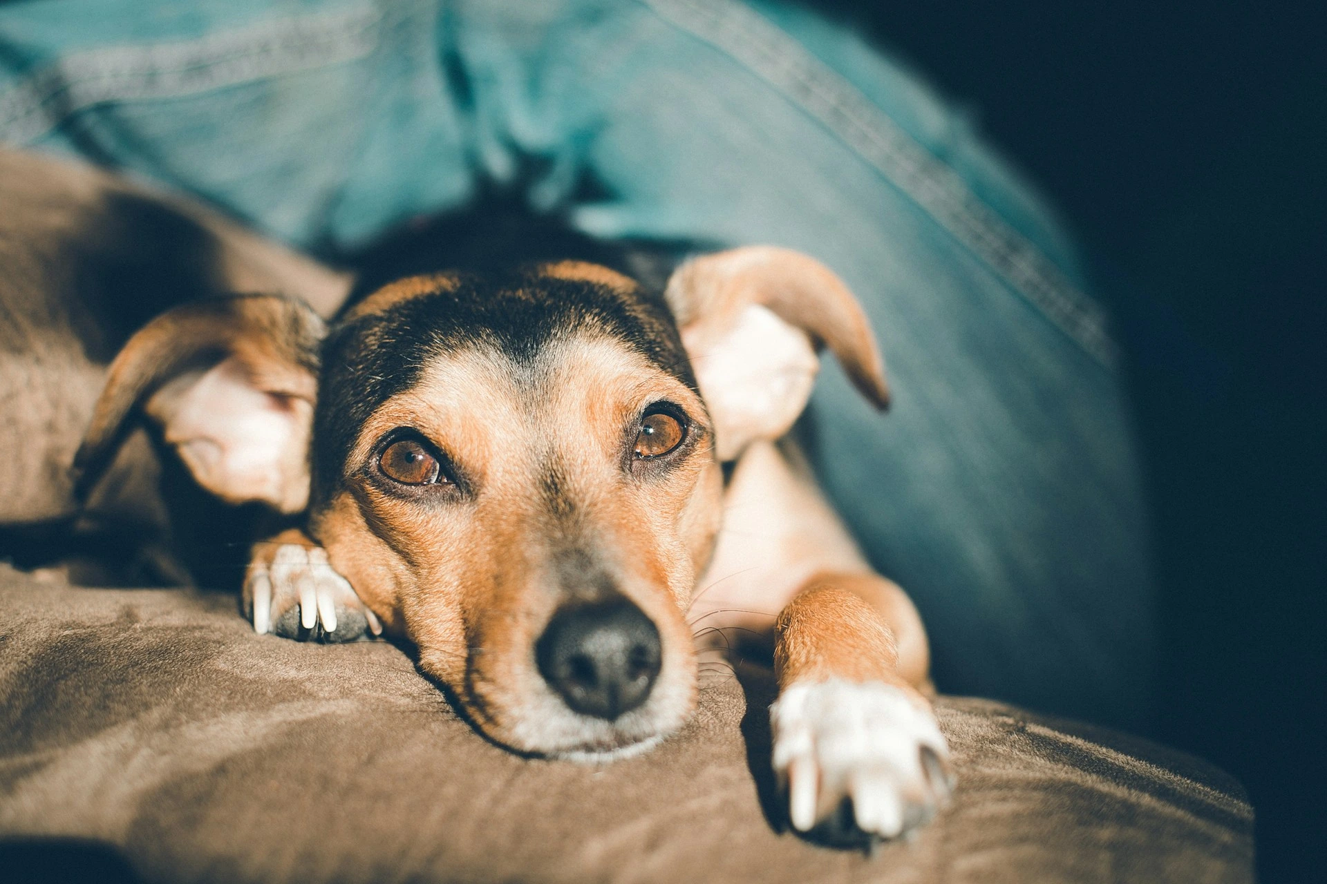 A small brown dog with black and white markings lies on a brown couch.