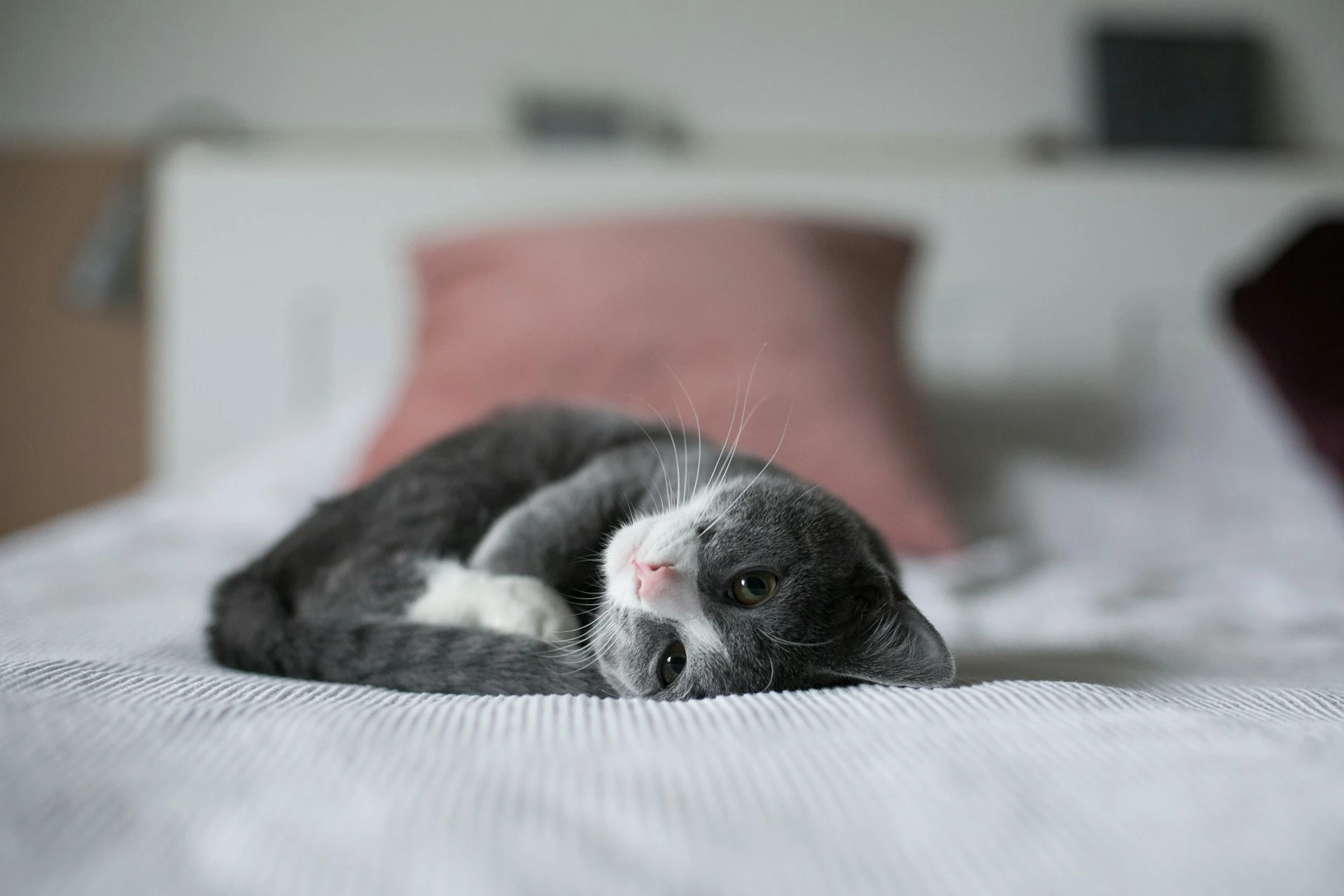 A fluffy gray and white kitten curls up on a bed with a pink pillow in the background.