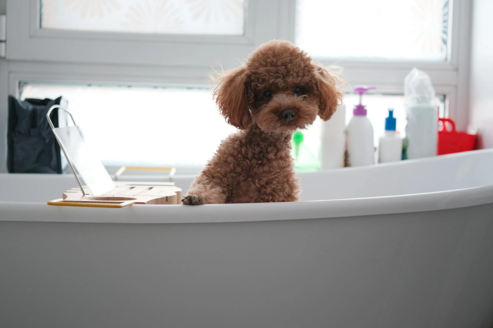 A brown poodle sits in an empty bathtub with its paws resting on the rim.