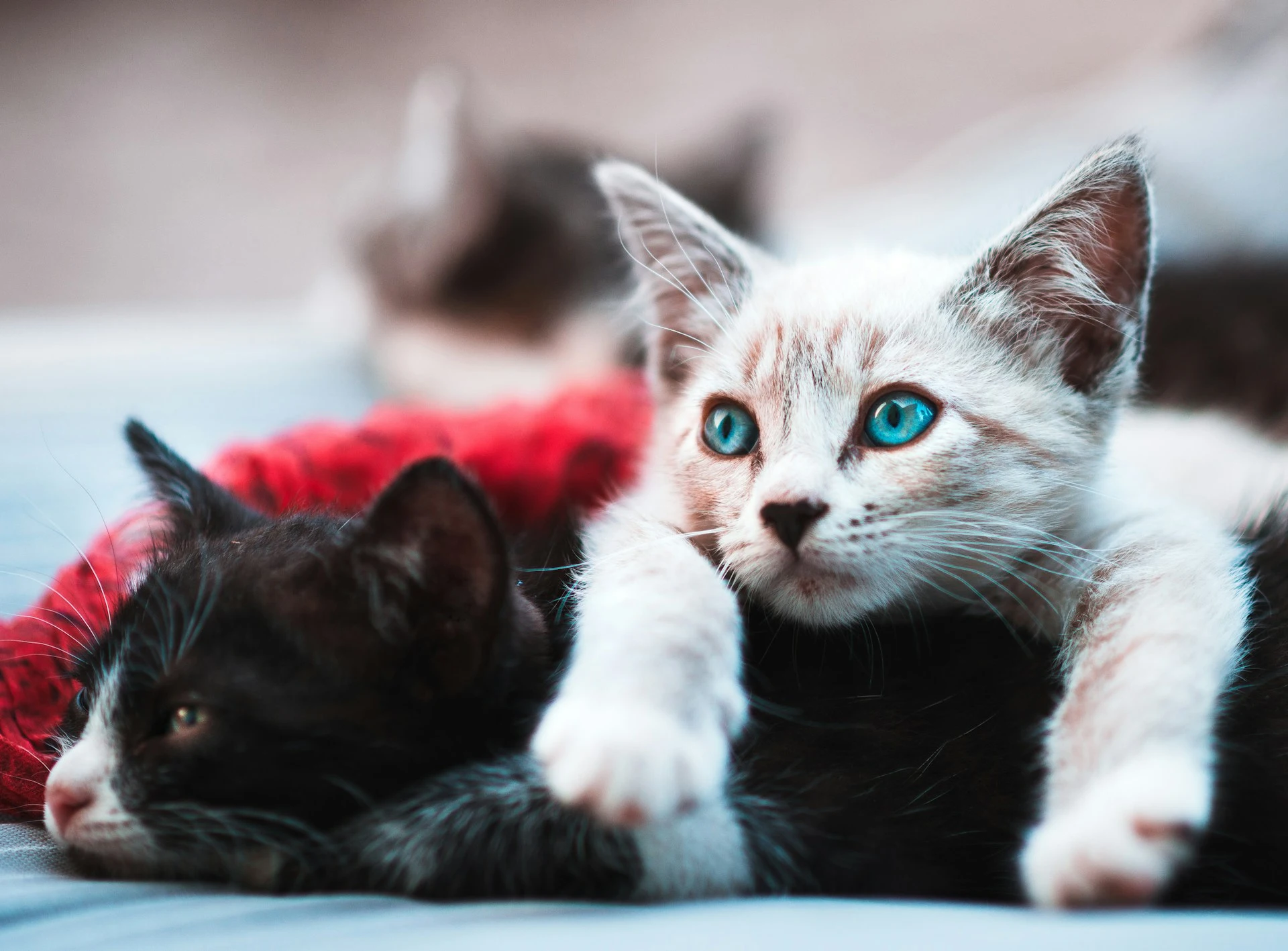 A pair of kittens rests together.
