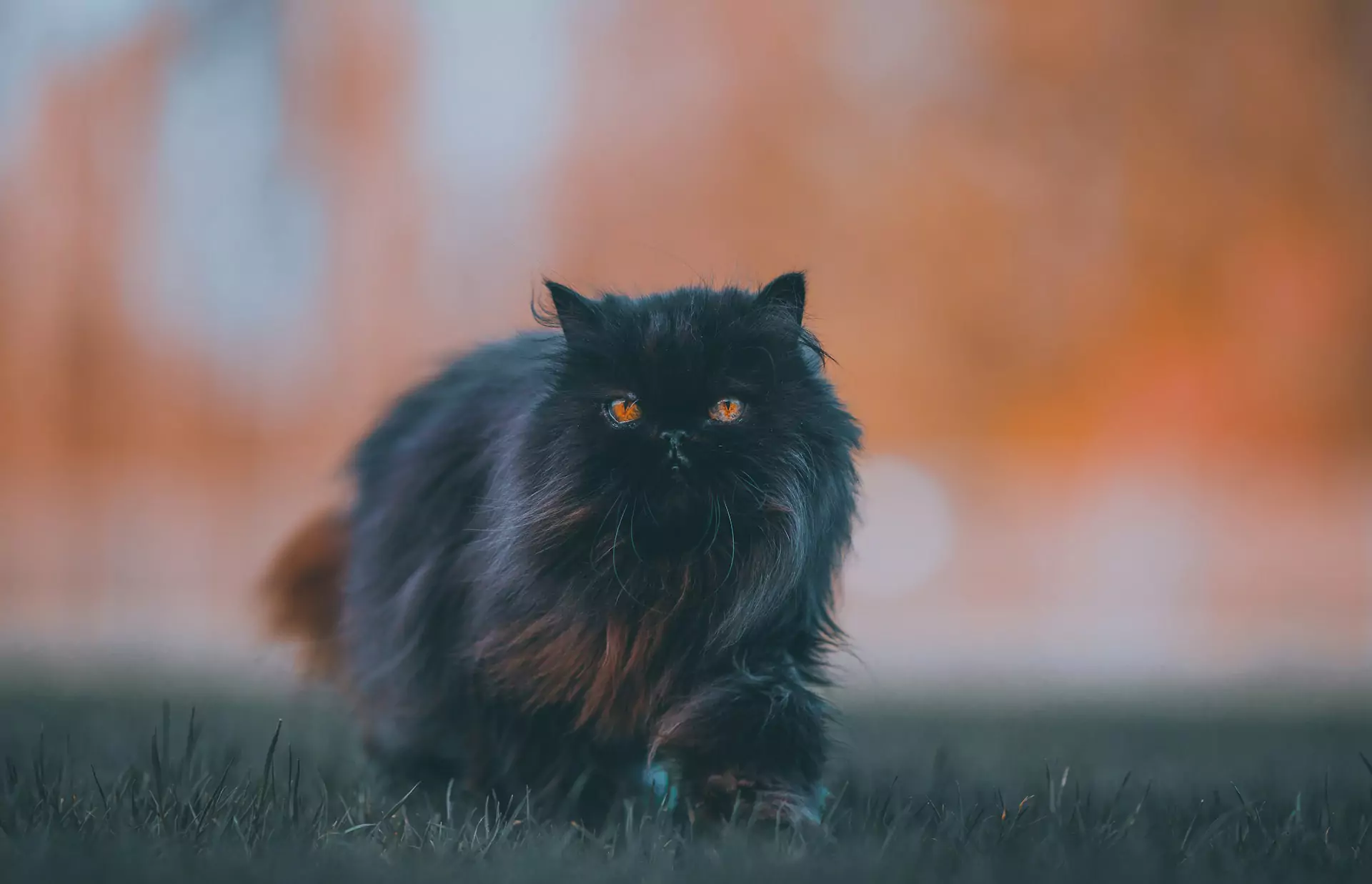 A fluffy black cat with glowing orange eyes walks across a patch of green grass.