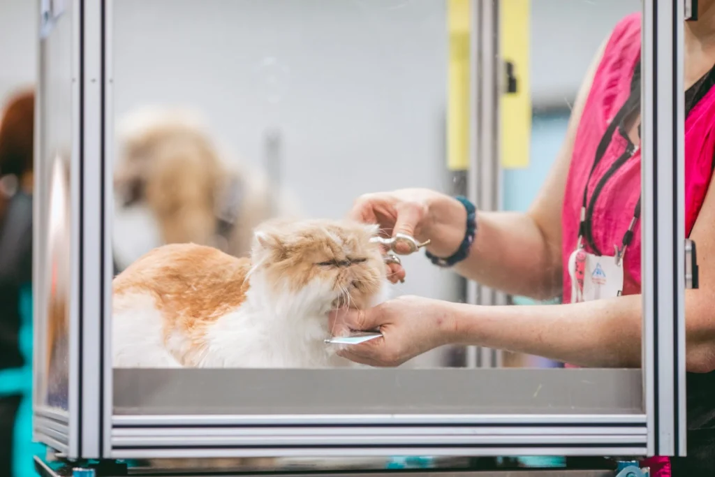 A fluffy orange and white cat is groomed with scissors by a person inside a clear, cage-like enclosure.
