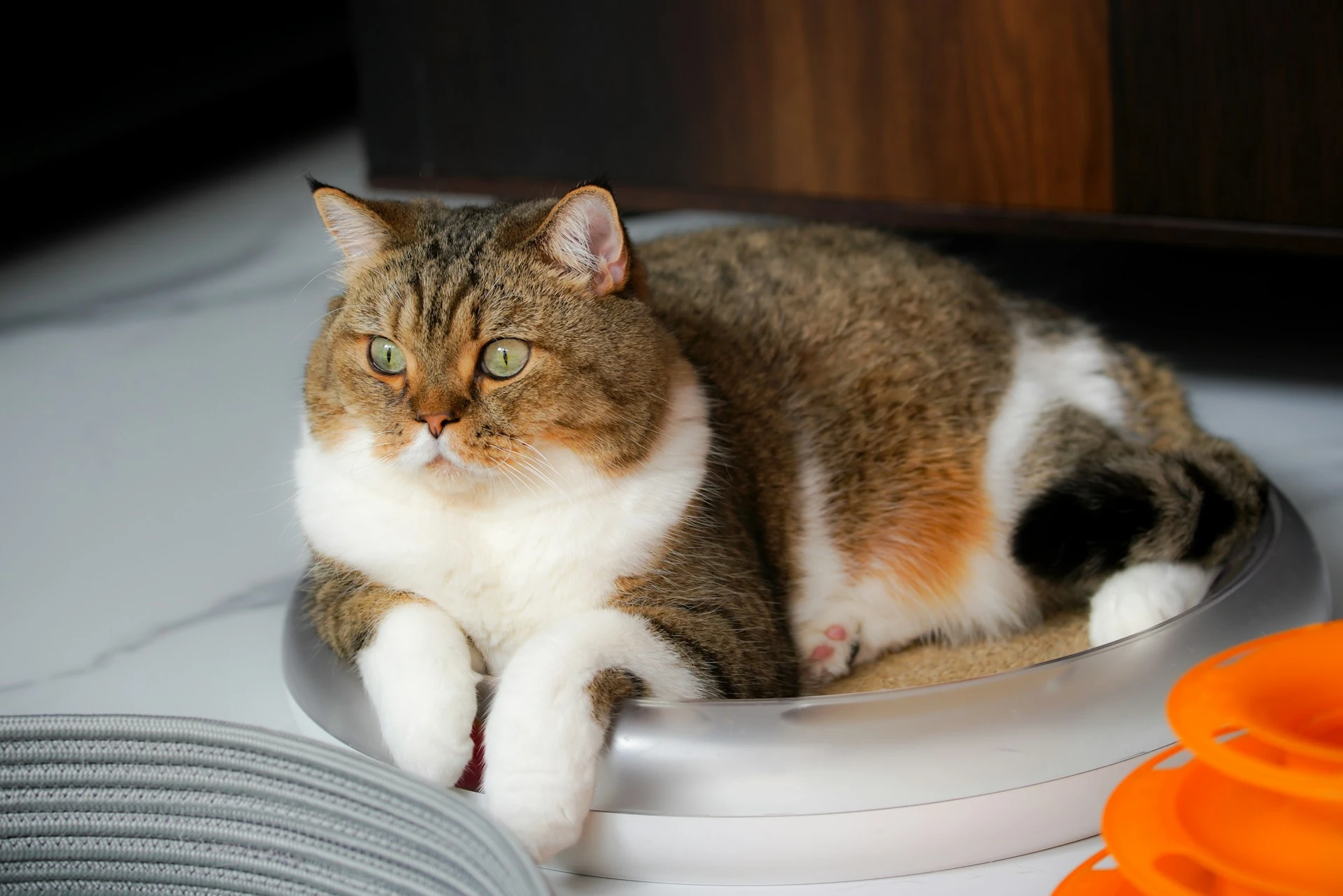 A tabby cat lies in a circular silver cat bed.