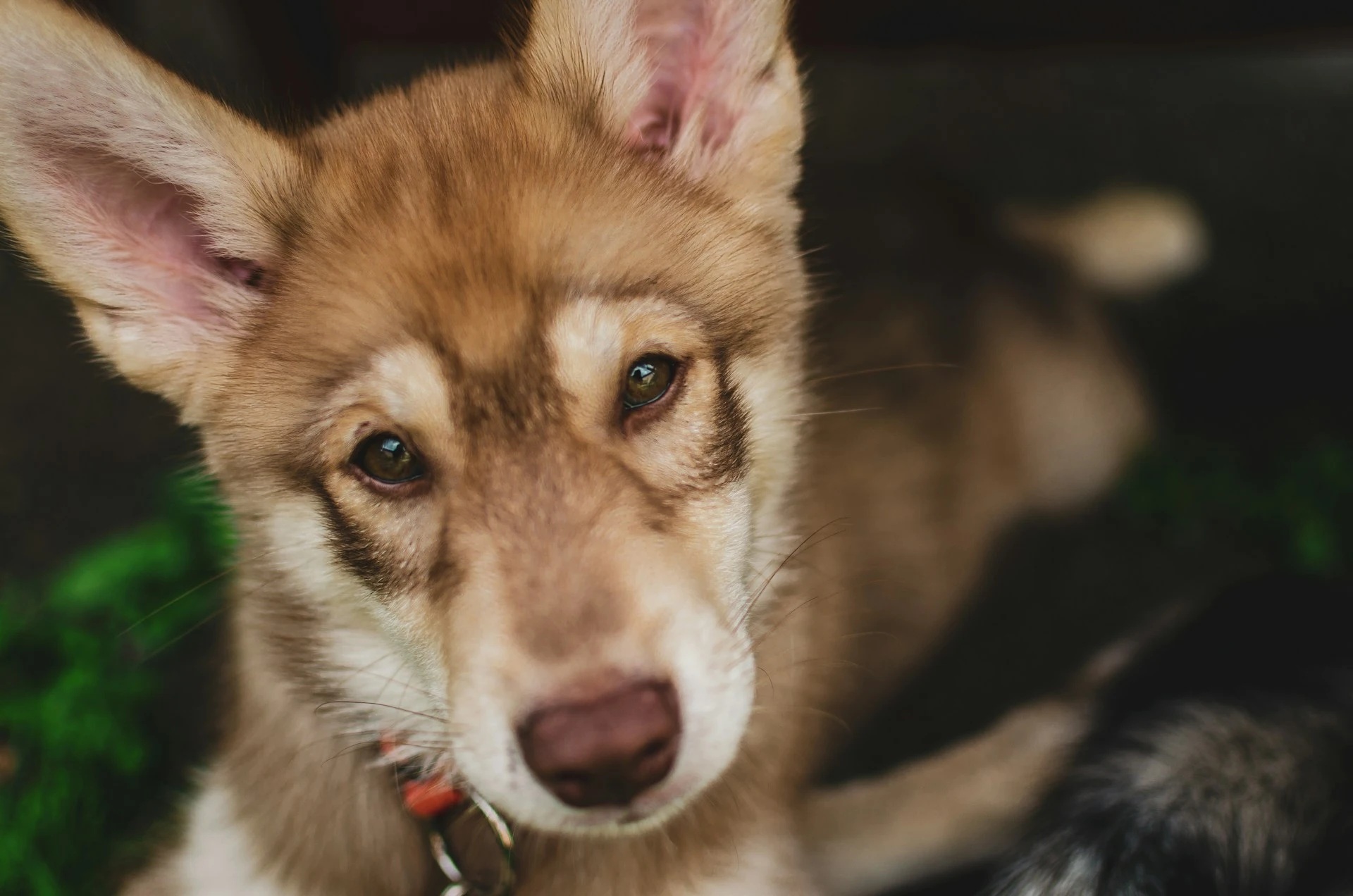 A fluffy brown puppy with a red collar looks directly at the camera.