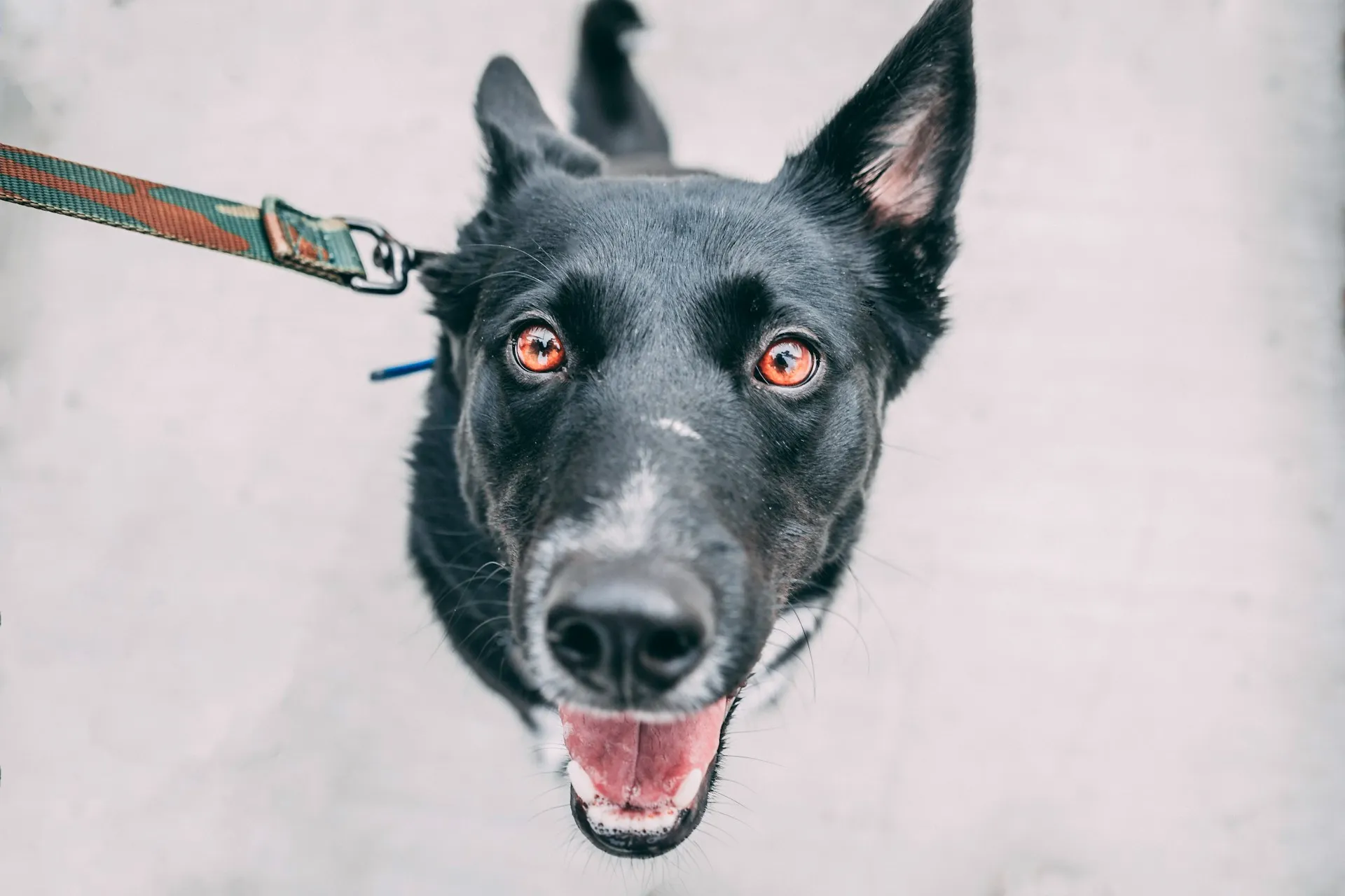 A top view photo of a black dog with a leash.