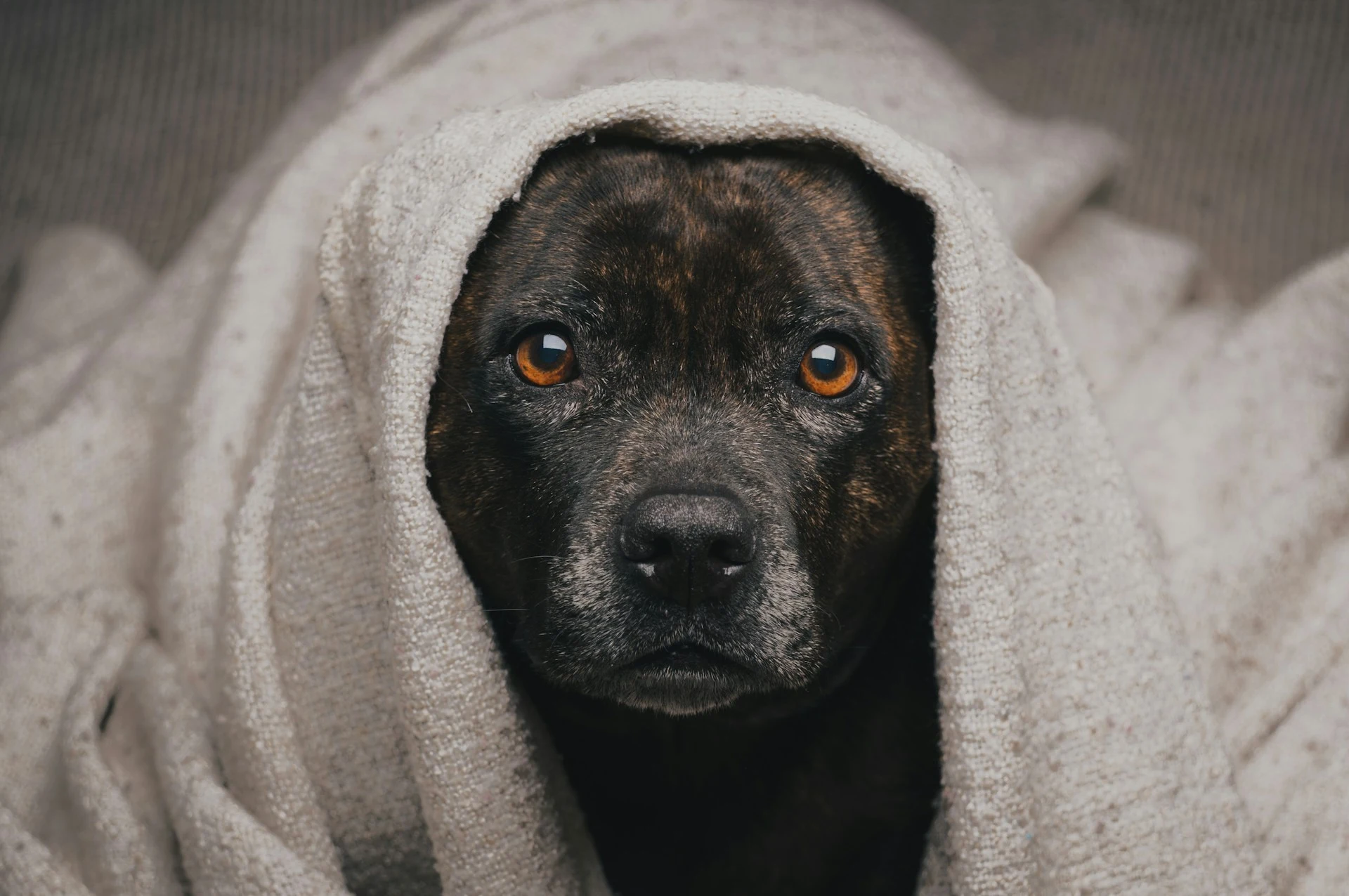 A black dog wrapped in a blanket.